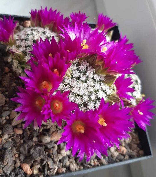 Mammillaria hernandezii